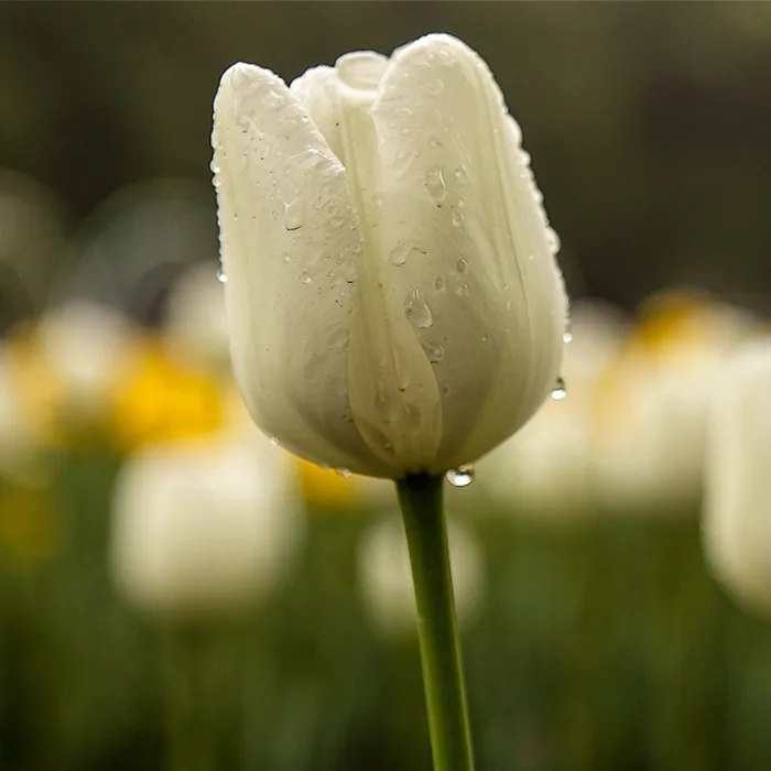 Smart Irrigation copy